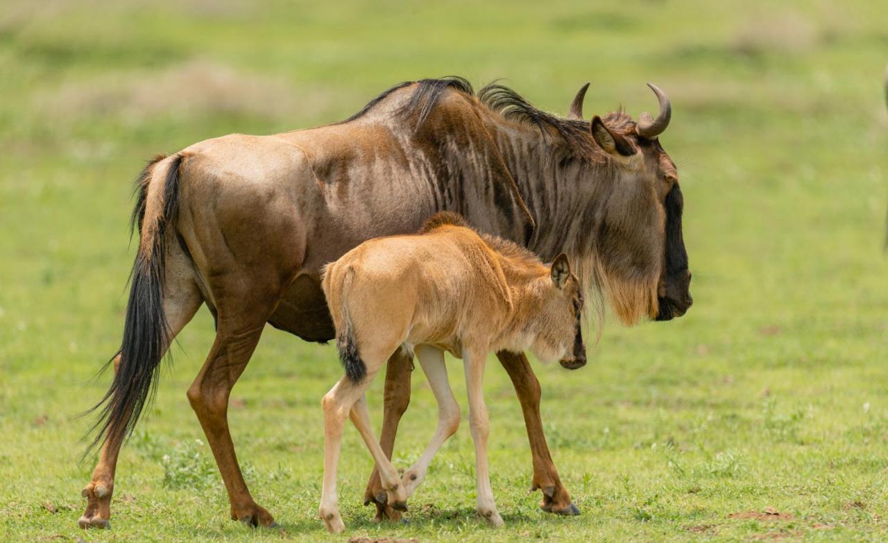 Gnu Ndutu Camp Lodge