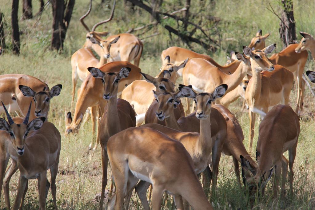 Lodge Gnu Ndutu Camp Sinoni