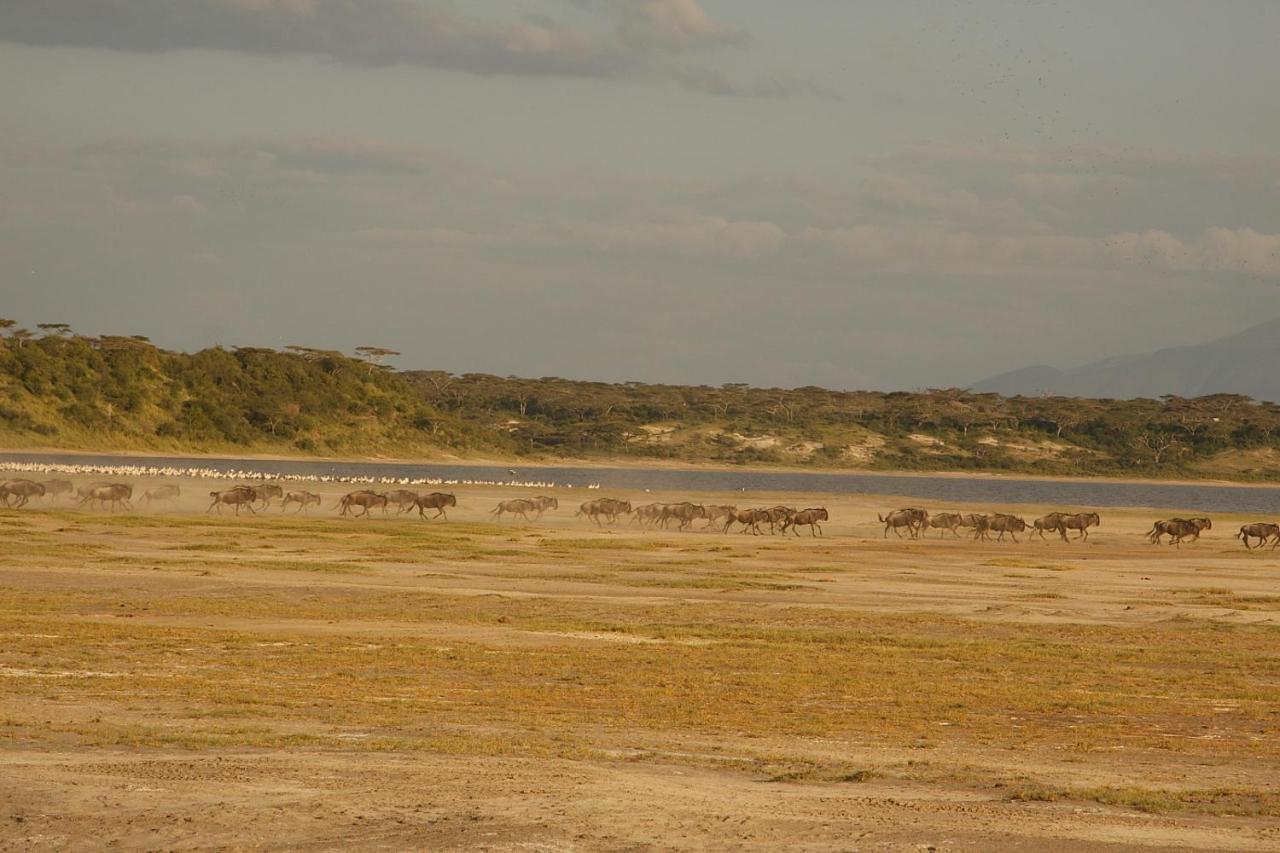Gnu Ndutu Camp Sinoni