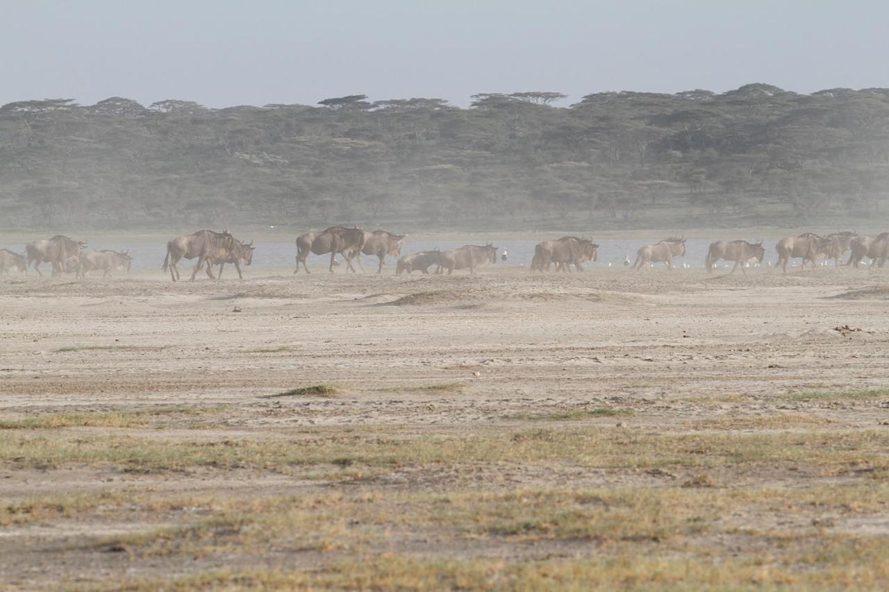 Lodge Gnu Ndutu Camp Sinoni