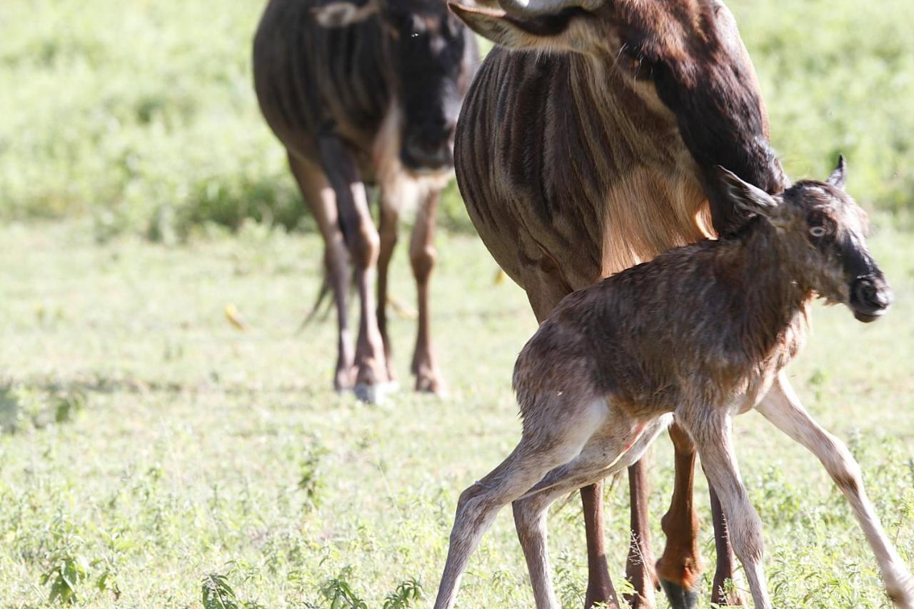 Lodge Gnu Ndutu Camp